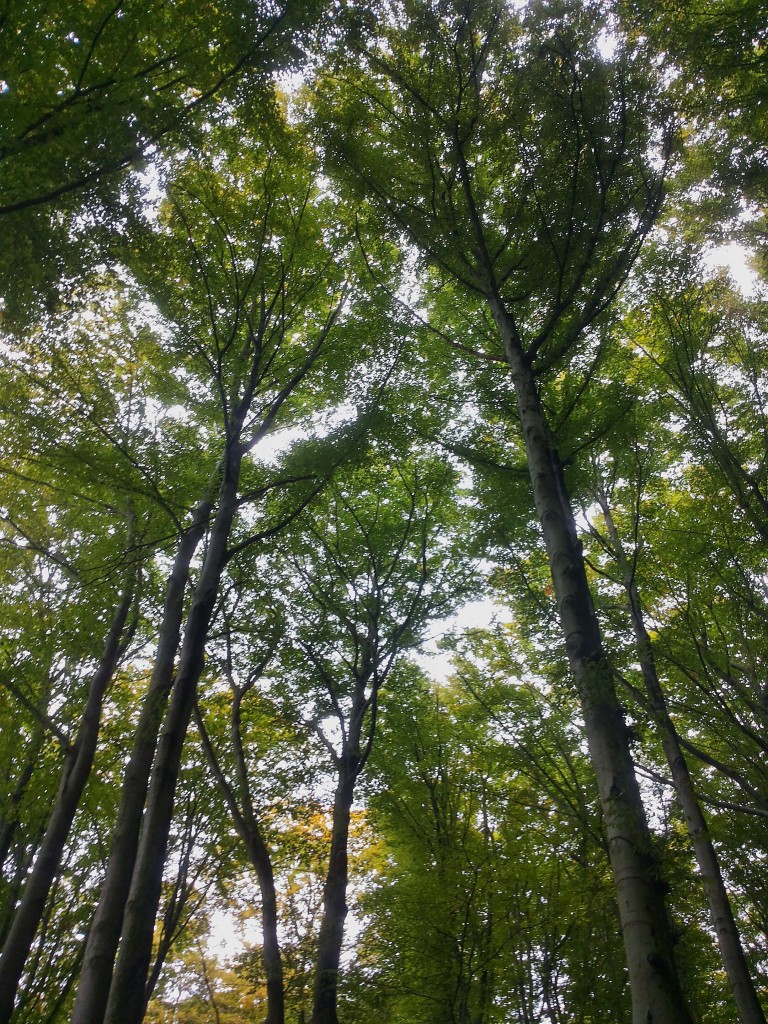 Wald